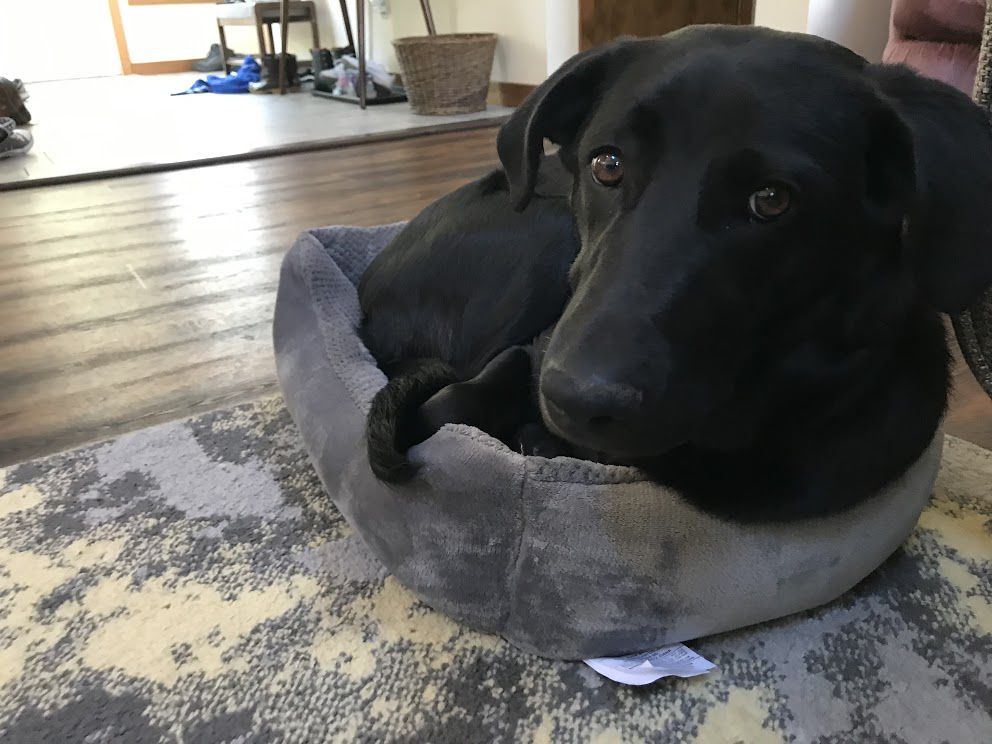 Finnegan the dog